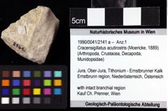 Foto (Objket + Etiketten) von Cracensigillatus acutirostris (Moericke, 1889) 